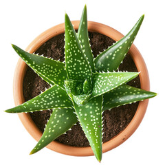 Isolated Top-Down View of Aloe Vera Plant in Pot