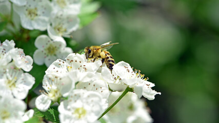 bee on a flowering tree. honey bees pollinating white blossoms of a pear tree. insect in nature, spring season. bee on the flowers of the orchard. close-up, macro. insects at work. spring time.