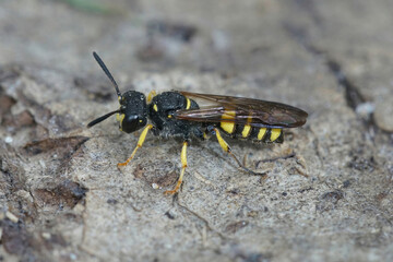 Closeup on a Estuarine Weevil Fox wasp, Cerceris quadricincta