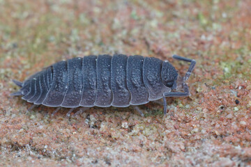 Closeup on the common rough woodlouse, Porcellio scaber