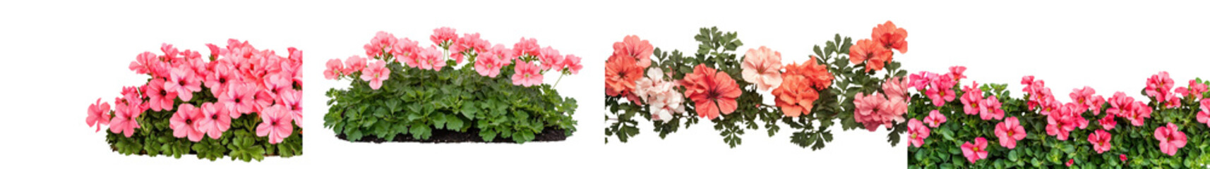 Fototapeta premium Vibrant and blooming flower garden with pink and red blossoming plants and lush green foliage in a scenic outdoor nature landscape
