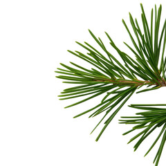 A leafy green branch of a tree with a white background. The branch is long and thin, with many small leaves on it. Concept of nature and tranquility