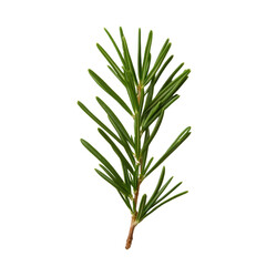 Fototapeta premium A thin green branch of a plant with a few leaves. The branch is long and slender, and the leaves are small and green