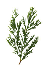 Naklejka premium A green leafy plant with a long stem. The stem is thin and the leaves are long and thin