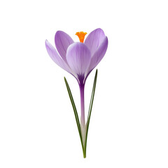 Fototapeta premium A single purple flower with a yellow center. The flower is the only thing in the image