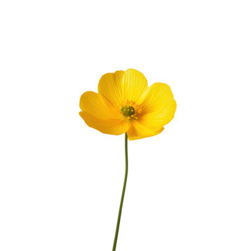 Fototapeta A single yellow flower with a green stem. The flower is the main focus of the image and is the only object visible. The flower is positioned in the center of the image, and it is the most prominent
