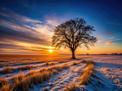 Winter's fading light paints a dramatic silhouette across the fallow field's dry grass.