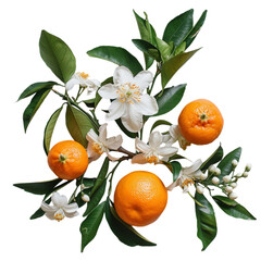 For backdrop or external use a close-up of a cluster of tangerine fruit blooms with foliage, Generative AI.