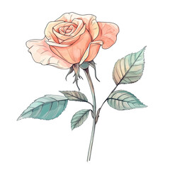 Elegant Rose Flower Line Art with Watercolor Leaves Botanical Design