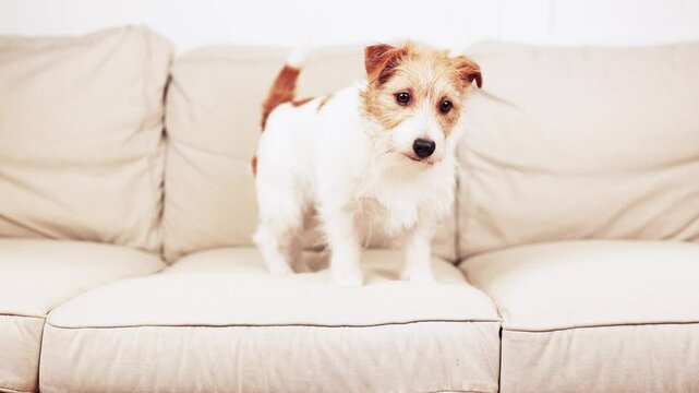 Cute happy small pet dog catches and eats the dog biscuit snacks on the sofa