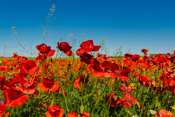 Fototapeta premium Field of common poppies in spring