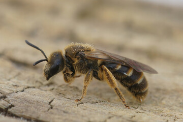Closeup on a female Common furrow bee, Lasioglossum calceatum sitting on wood