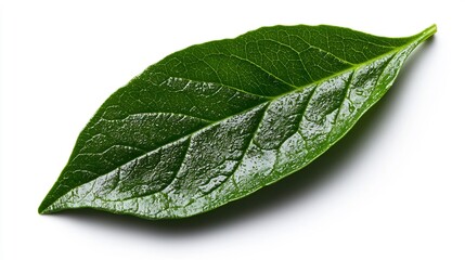 Single Green Spinach Leaf Isolated on White Background with Shadow