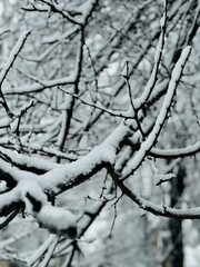 snow on tree