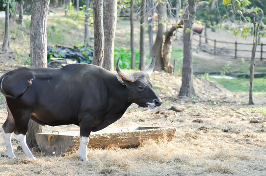 Gaur or cow or wild buffalo