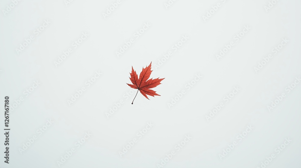 Poster A white background with a lone red maple leaf floating in the air.