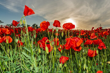 Obraz premium Field of common poppies in spring