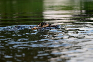 Stöckchen holen im Wasser. Schöner bunter Hund schwimmt im Fluss mit Stock im Maul