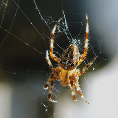 Kreuzspinne mit KI bearbeitet