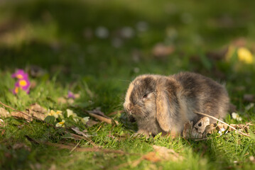 cute baby rabbit outside in garden