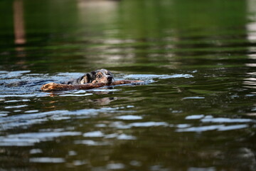 Stöckchen holen im Wasser. Schöner bunter Hund schwimmt im Fluss mit Stock im Maul