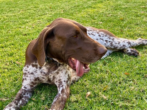 Cute pointer dog breed resting on lawn with his tongue sticking out.