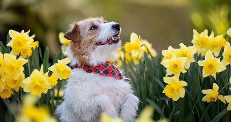 Happy cute smiling jack russell terrier pet dog face next to daffodil flowers in spring. Easter, springtime background.