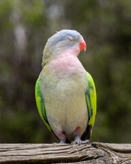 red and green bird