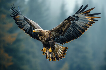 Obraz premium Majestic Flight, Golden Eagle soaring through a misty wilderness landscape