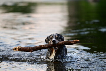 Stöckchen holen im Wasser. Schöner bunter Hund schwimmt im Fluss mit Stock im Maul