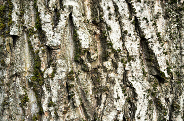 the bark of a walnut tree
