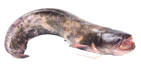 Catfish isolated on white background