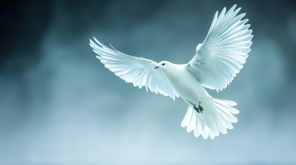 Obraz premium Graceful white dove soaring in flight against blurred background