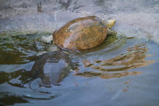 Two turtles chase each other in the water.