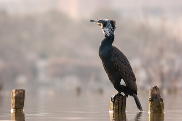 Great Cormorant (Phalacrocorax carbo) in breeding plumage perched on an old wooden post in a wetland, captured in soft golden light. Etang de Berre, France