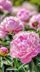 Obraz premium Beautiful fresh peonies with soft pink petals, captured in a natural outdoor setting.