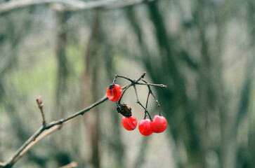 Bunch of red viburnum in winter
