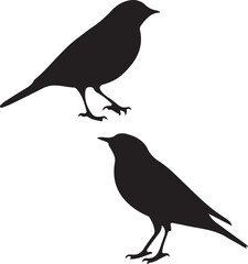crow on a white background