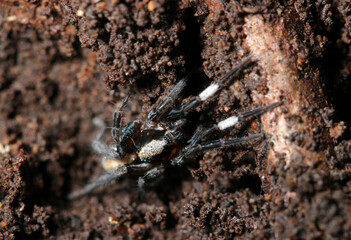 朽木の裏の土中に潜むおしゃれな白帯の脚を持つヒノマルコモリグモ（自然環境下ストロボ＋マクロ接写）