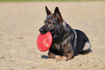 Schäferhund mit einer Frisbeescheibe im Maul