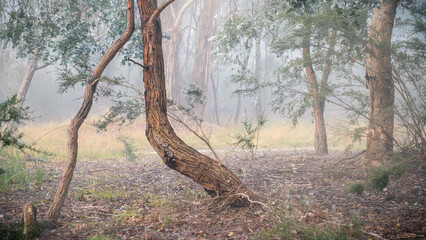 Fototapeta premium trees in the forest