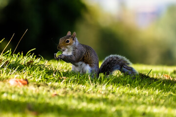 Western Grey Squirrel eating nuts on grass