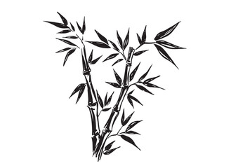 Bamboo tree on white, Hand drawn style. Vector.	
