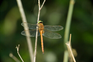 Green-eyed hawker dragonfly (Aeshna isoceles) resting on reed with blurred green background, Rio Mascari, Usini, sassari, Sardegna, Italia....