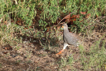 Natalfrankolin / Natal francolin / Francolinus natalensis.