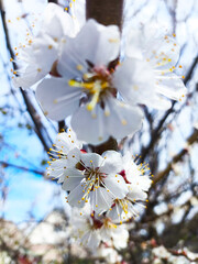 blossoming tree with white flowers, spring