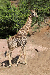 Giraffe / Giraffe / Giraffa camelopardalis