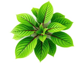 Uncover the Enchanting Beauty of Cissus Luzoniensis's Cascade of Greenery