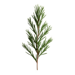 Obraz premium A green leafy plant with a long stem. The stem is thin and the leaves are long and thin