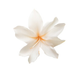 Fototapeta premium A white flower with a yellow center. The flower is the main focus of the image. The flower is delicate and beautiful, with a bright yellow center that stands out against the white background